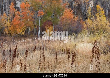 In Autunno le montagne rocciose Foto Stock