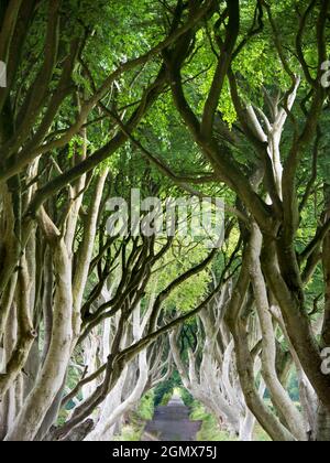 Il Dark Hedges è un bellissimo e misterioso viale di faggi a Ballymoney, nell'Irlanda del Nord; fu piantato dalla famiglia Stuart negli anni '80 Foto Stock