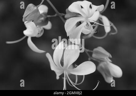 Immagine monocromatica di fiori appesi Foto Stock