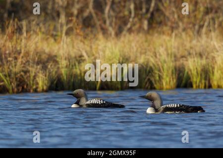 Pacific Loon coppia Foto Stock