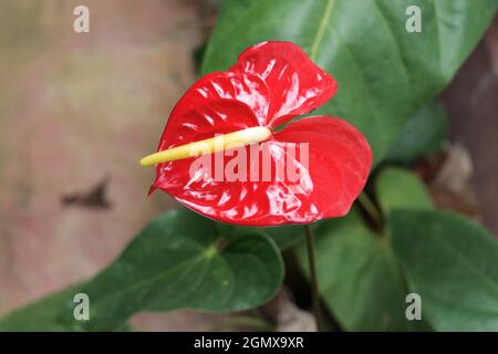 Bellissimo fiore di Anterhurium che fiorisce in rosso Foto Stock