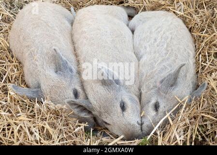 Oxford, Oxfordshire, UK - 2010; questi ragazzi sono carini o cosa? Questi suinetti di Mangalitza giovani e sonnolenti si addormentano rapidamente su un letto di paglia in un'agricoltura Foto Stock