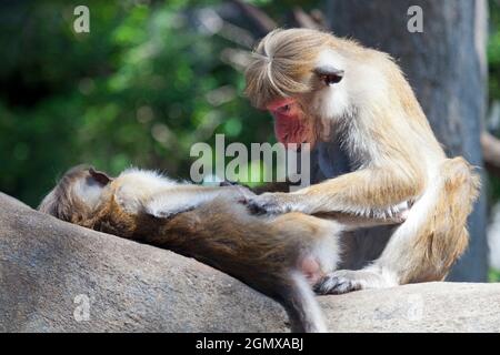 Dambulla, Sri Lanka - 11 febbraio 2014; i macachi Toque sono scimmie intensamente sociali; usano il grooming come strumento potente per legare, stabilendo ciao Foto Stock