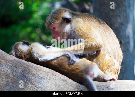 Dambulla, Sri Lanka - 11 febbraio 2014; i macachi Toque sono scimmie intensamente sociali; usano il grooming come strumento potente per legare, stabilendo ciao Foto Stock
