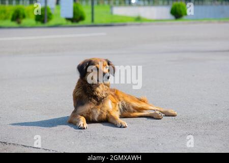 adorabile cane zenzero si trova sul marciapiede Foto Stock