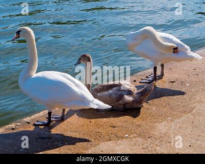 Oxford, Inghilterra - 13 settembre 2019 ; nessuna gente. Due cigni e un giovane cygnet sulla riva sud del Tamigi a Oxford, proprio di fronte alla Universi Foto Stock