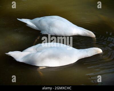 Abingdon, Inghilterra - 10 luglio 2019 un paio di cigni si nutrono in Abbey Stream, affluente del Tamigi ad Abingdon. Questa visione comica piuttosto remi Foto Stock