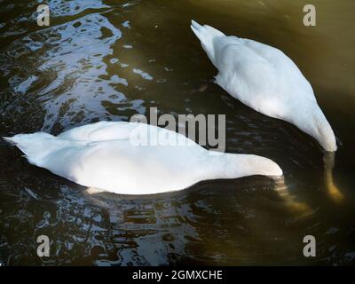 Abingdon, Inghilterra - 10 luglio 2019 un paio di cigni si nutrono in Abbey Stream, affluente del Tamigi ad Abingdon. Questa visione comica piuttosto remi Foto Stock