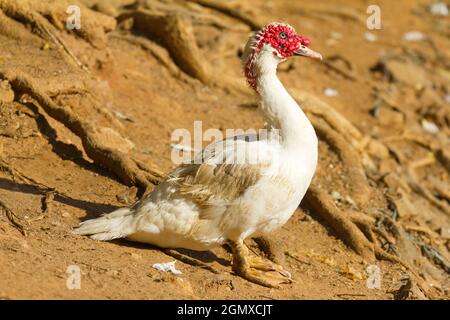 Kandy, Sri Lanka - 11 febbraio 2014; questo brutto compagno sembra essere un Cairina moschata momelanotus - Muscovy Duck. Il cielo sa che cosa sta facendo entro la sua Foto Stock