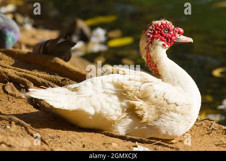 Kandy, Sri Lanka - 11 febbraio 2014; questo brutto compagno sembra essere un Cairina moschata momelanotus - Muscovy Duck. Il cielo sa che cosa sta facendo entro la sua Foto Stock