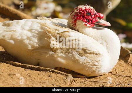 Kandy, Sri Lanka - 11 febbraio 2014; questo brutto compagno sembra essere un Cairina moschata momelanotus - Muscovy Duck. Il cielo sa che cosa sta facendo entro la sua Foto Stock