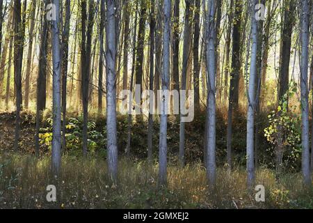 Alberi di pioppo in autunno. Sfondo dell'albero. Foto Stock