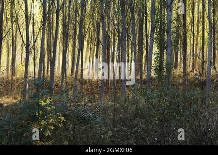 Alberi di pioppo in autunno. Sfondo dell'albero. Foto Stock