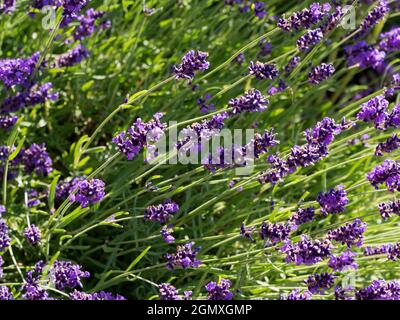 Radley Village, Oxfordshire, Inghilterra - 18 maggio 2020; nessuna gente in vista. La lavanda è una delizia visiva e olfattiva ovunque appaia. Nativo da EUR Foto Stock