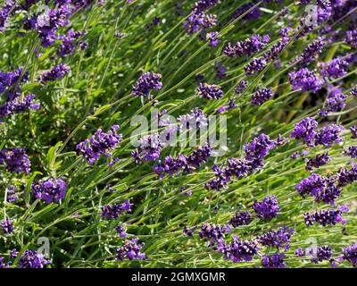 Radley Village, Oxfordshire, Inghilterra - 18 maggio 2020; nessuna gente in vista. La lavanda è una delizia visiva e olfattiva ovunque appaia. Nativo da EUR Foto Stock