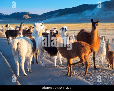 Alte Ande, Bolivia - 11 Maggio 2018 il Sud America ospita diversi tipi di camelide; questi sono fondamentalmente cammelli - parenti che non sono stati progettati da co Foto Stock