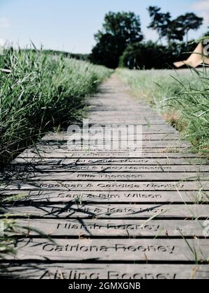 La passerella di anatra chiamata attraverso i letti di canna a Snape Maltings è un complesso artistico sulle rive del fiume Alde a Snape, Suffolk, Inghilterra. Foto Stock