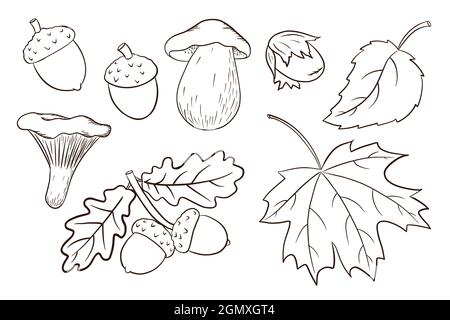 Collezione di elementi da raccolto disegnati a mano. Foglie di quercia e acero, ghiande, funghi. Set decorativo Forest per stampa, adesivi, inviti e biglietti d'auguri design e decorazione. Vettore Premium Illustrazione Vettoriale