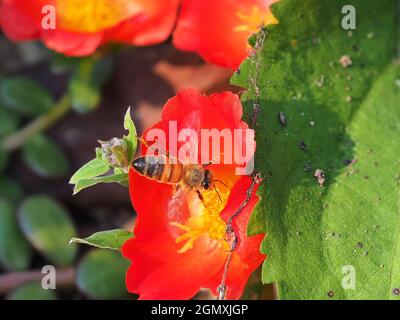 piccolo fiore rosso con ape centrale gialla al centro Foto Stock
