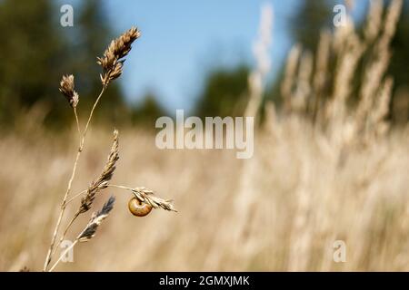 la lumaca si siede su un gambo di erba secca il giorno d'autunno soleggiato Foto Stock