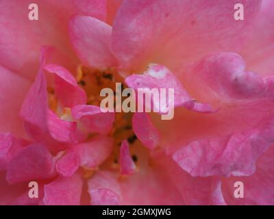 macro di foglie di rosa di tè bianco e rosa ibrido Foto Stock