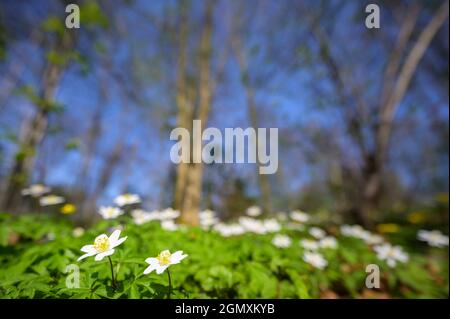 Anemone di legno (Anemone nemorosa) fiorente nella foresta, primo piano grandangolare, Bloemendaal, Paesi Bassi. Foto Stock