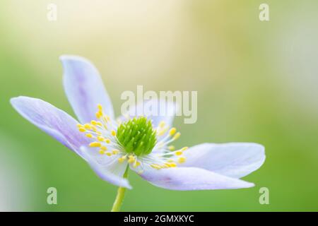 Primo piano in legno di anemone (Anemone nemorosa), Bloemendaal, Paesi Bassi. Foto Stock