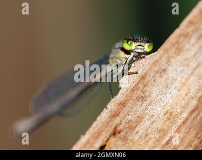 Dragonfly con occhi verdi su sfondo marrone, bellissimo insetto Foto Stock