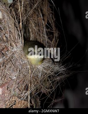 una femmina di rame con piume di giallo dorato e caffè e lungo becco curvo seduto all'interno del suo piccolo nido autosessuto dopo il tramonto Foto Stock