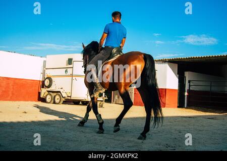 Siviglia Spagna 15 settembre 2021 persone spagnole non identificate che tendono a cavalli in una Hacienda in Andalusia nel sud della Spagna Foto Stock