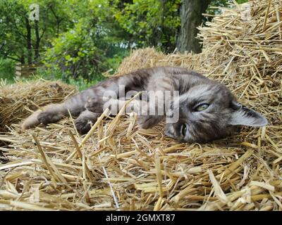 Adorabile gatto si trova su un mucchio di paglia nel giardino estivo. Foto Stock