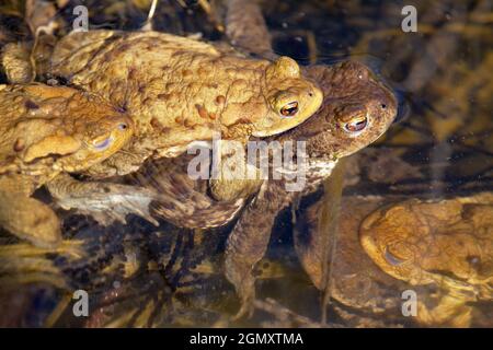 Comune o europeo marrone rospo colorato, i toads di accoppiamento nel laghetto Foto Stock