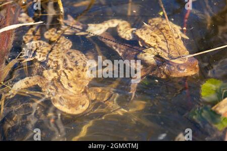 Comune o europeo marrone rospo colorato, i toads di accoppiamento nel laghetto Foto Stock