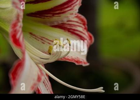 Primo piano su un fiore rosso di amaryllis. Delicati fistils e timens in un fiore del giardino. Fotografia naturalistica. Foto Stock