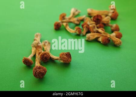 Funghi secchi psilocibin su sfondo verde. Fungo psichedelico, soffio di mente, magico. Uso medico. Concetto di microdosaggio. Foto Stock