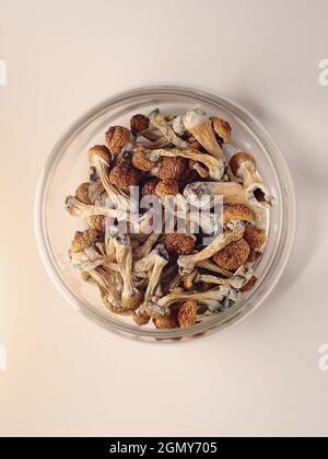 Funghi psilocibin in vasetto di vetro su sfondo rosa polvere. Maestro d'oro al fungo magico psichedelico. Uso medico. Concetto di microdosaggio. Foto Stock
