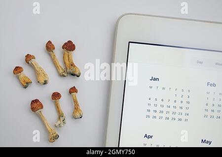 Piano diario di microdosaggio. Funghi psilocibin secchi Maestro d'oro con calendario digitale su sfondo bianco. Funghi Psilocibe Cubensis psichedelici. Foto Stock