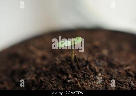 La cannabis germogliava da vicino isolato in background. Giovane marijuana fresca. La canapa del bambino con le foglie piccole cresce in terra di cocco, la disposizione piatta. Microfono Foto Stock