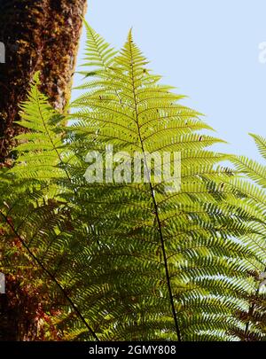 grandi fronti di felce, lato inferiore, primo piano, simbolizza gioventù eterna, natura, Giallo-verde, Foresta di Fern; foresta di paludi, Creek della nave, Haast, Nuova Zelanda Foto Stock