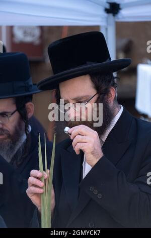 Un uomo ebreo ortodosso esamina un lulav con una lente di ingrandimento che cerca di acquistarne uno senza difetti. Su Lee Ave. A Williamsburg, Brooklyn, New York City. Foto Stock