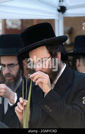 Un uomo ebreo ortodosso esamina un lulav con una lente di ingrandimento che cerca di acquistarne uno senza difetti. Su Lee Ave. A Williamsburg, Brooklyn, New York City. Foto Stock