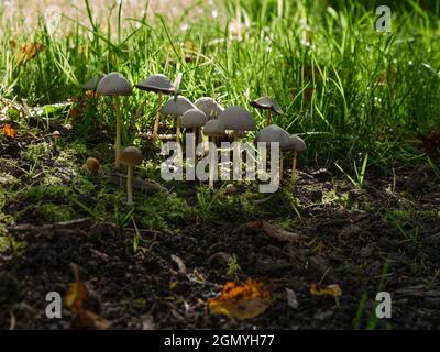 Gruppo retroilluminato di sgabelli Toadstools non identificati che crescono su un terreno boscoso Foto Stock