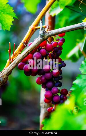 Grappoli di uva rossa appendono su un arbusto con fogliame verde. Prodotto naturale per la produzione di vino rubino. Sfondo. Foto Stock