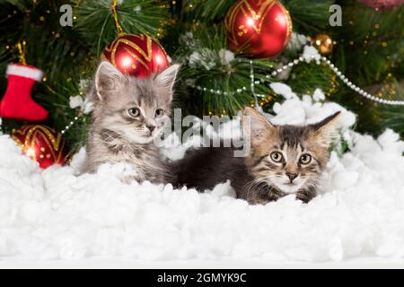 Due piccoli gattini grigi si nascondono nella neve vicino all'albero di Natale, un biglietto per le vacanze per Complimenti. Foto Stock