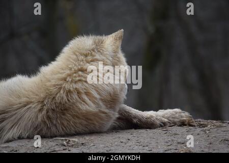 Lupo artico bianco giace su Hill Foto Stock