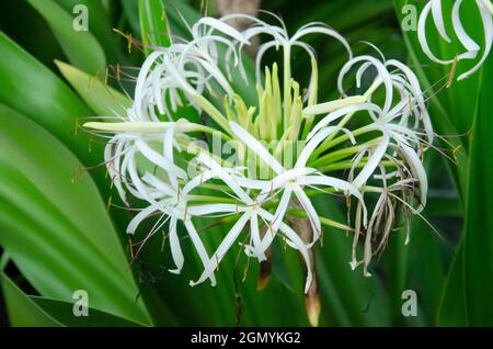 Fuoco selettivo su ASIATICUM DI CRINUM O PIANTA DI GIGLIO GIGANTE con fiore e foglie verdi isolate con sfondo sfocato nella luce del sole del mattino nella par Foto Stock