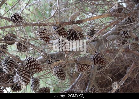 Primo piano di un sacco di coni di pino su rami di albero secco, all'aperto durante la luce del giorno Foto Stock