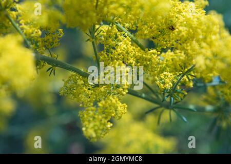 Fiore giallo selvatico Patrinia scabiosifolia. Messa a fuoco selettiva. Immagine di sfondo Foto Stock