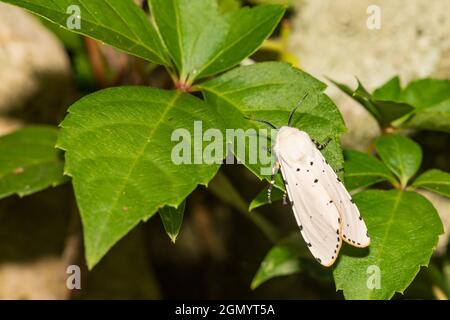 Moth di palude di sale (Estigmene acrea) Foto Stock