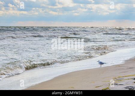 Il gabbiano singolo si erge sulla spiaggia sabbiosa e guarda alle onde del Mar Baltico, cielo nuvoloso, spazio copia, fuoco selezionato, profondità di campo stretta Foto Stock